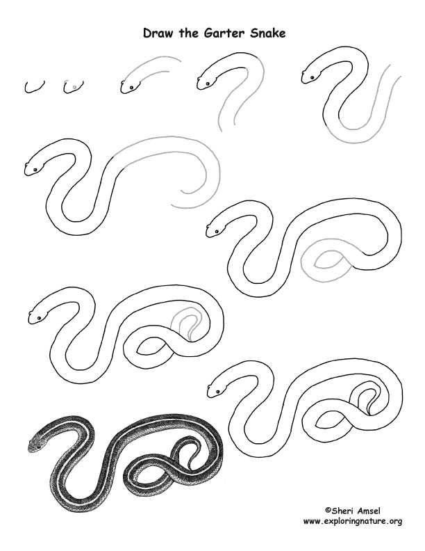 Stock Art Drawing of a Common Garter Snake - inkart
