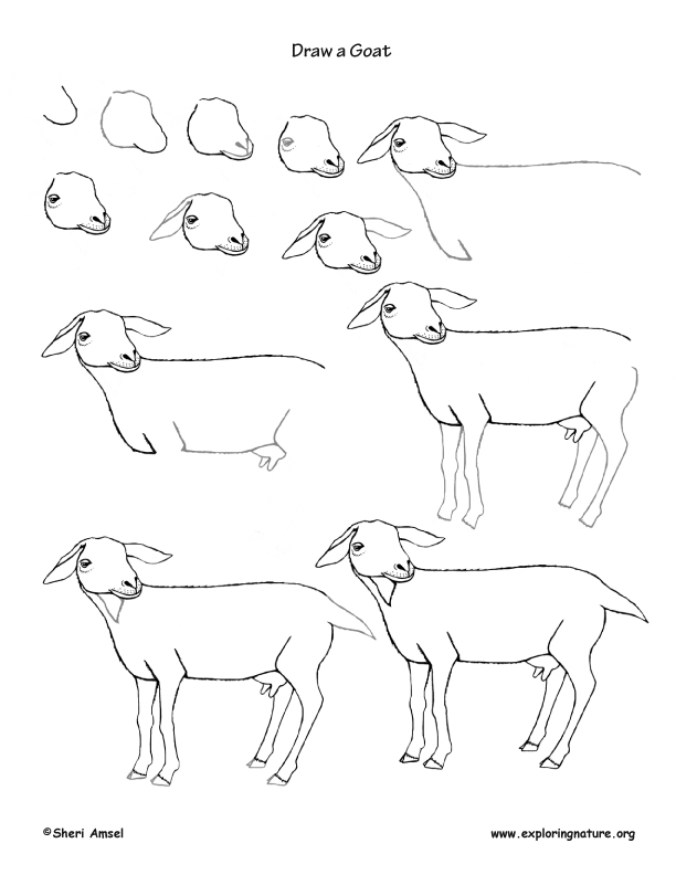 Goat Drawing Lesson