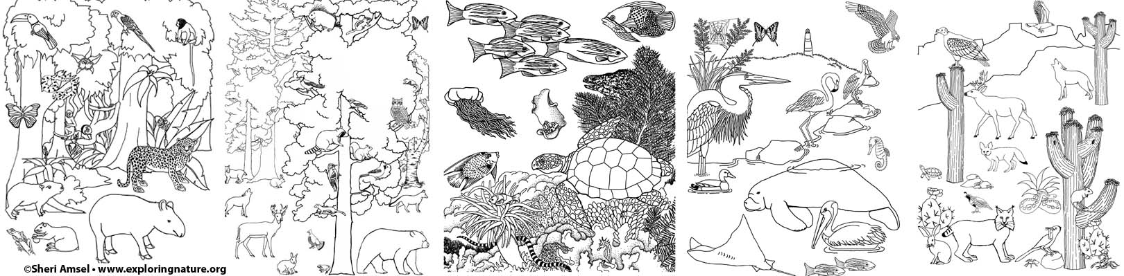 Draw a Whole Habitat