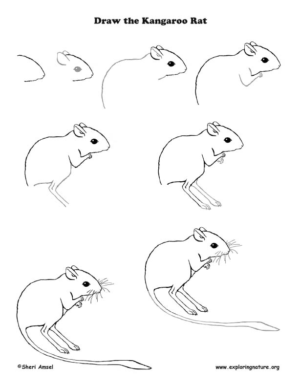 Easy Rat Drawing || Mouse Drawing Step by step for beggeiner's by  CreativityStudio... - YouTube