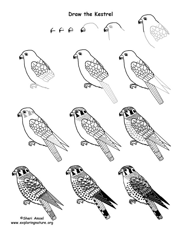 Kestrel Drawing Lesson, How to Draw a Kestrel