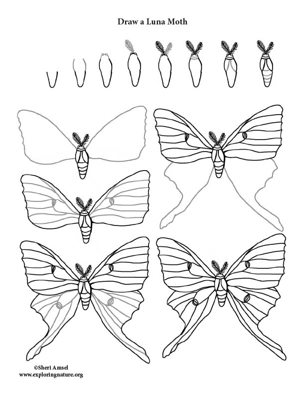 Moth (Luna) Drawing Page
