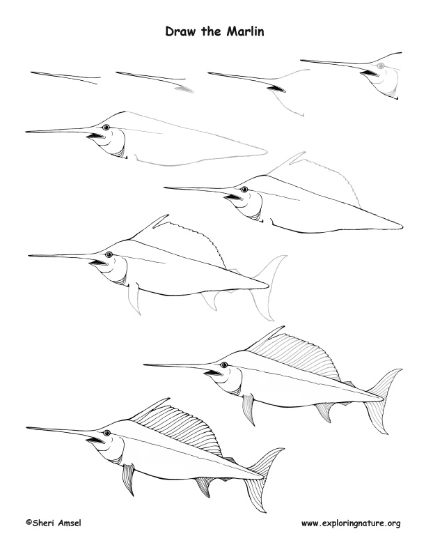 Marlin Drawing Lesson, how to draw a marlin
