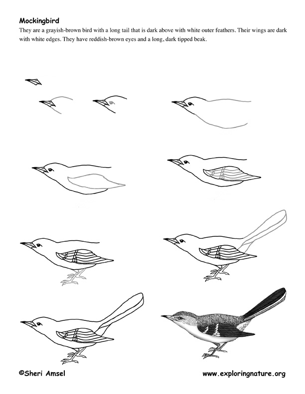 Mockingbird Drawing Lesson