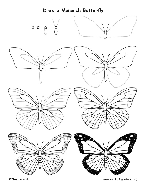 Butterfly (Monarch) Drawing Lesson
