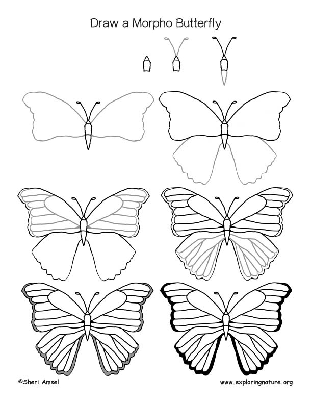 Butterfly (Morpho) Drawing Lesson