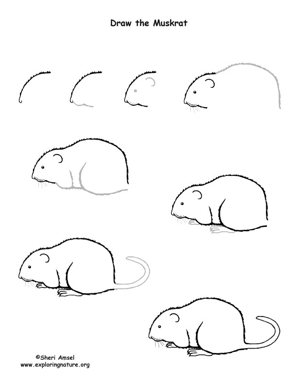 Muskrat Drawing Lesson, how to draw a muskrat