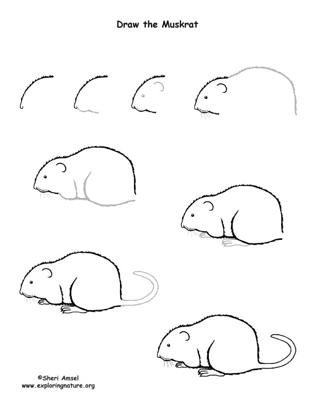 Muskrat Drawing Lesson