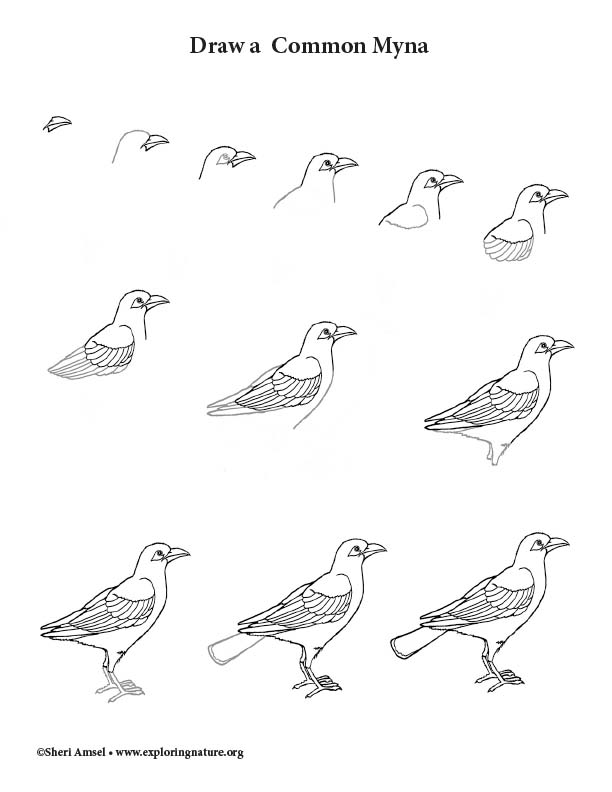 Myna Bird Drawing Lesson