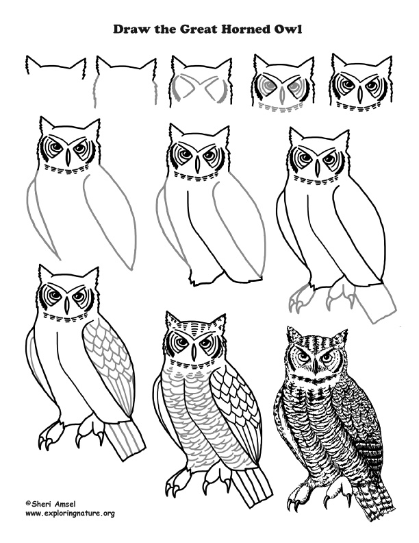 How to Draw an Owl — Online Art Lessons