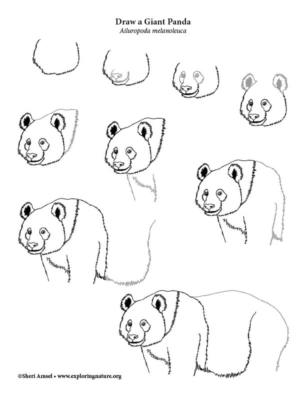 HOW TO DRAW BEAR PANDA FOUND AND EASY / BEAUTIFUL DRAWINGS - Drawing to  Draw 