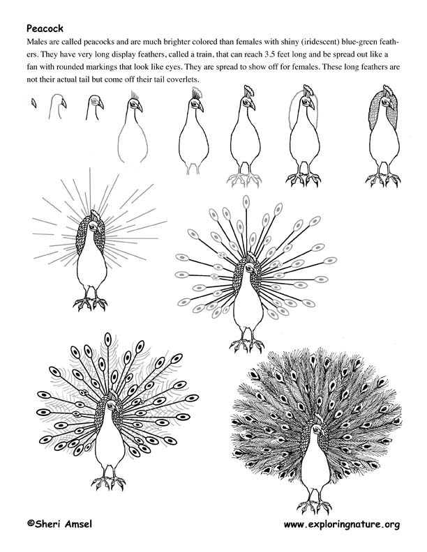 Peacock Drawing Lesson