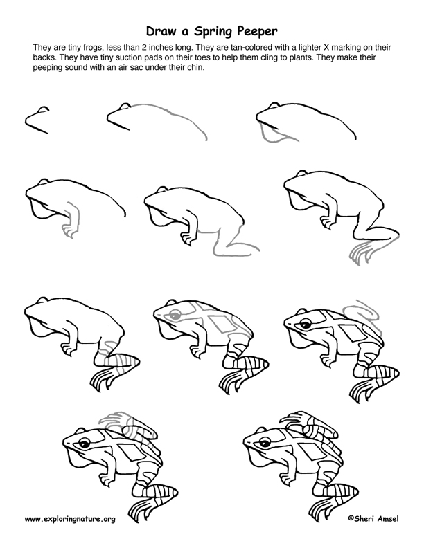 Spring Peeper Drawing Lesson