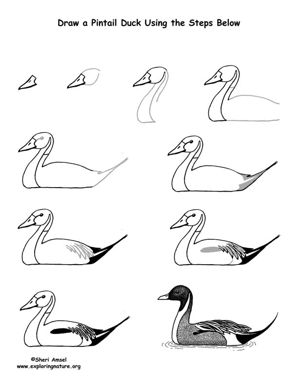 Duck (Pintail) Drawing Lesson