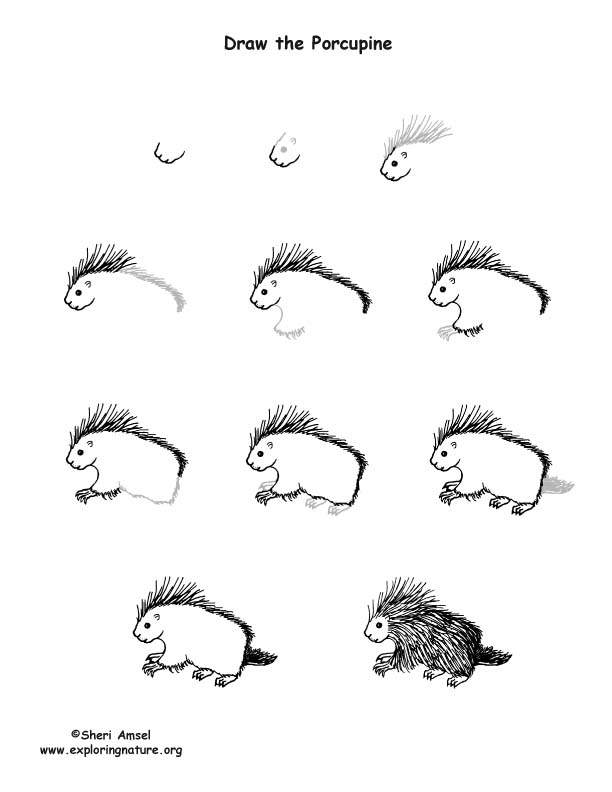 How To Draw A Porcupine Step By Step