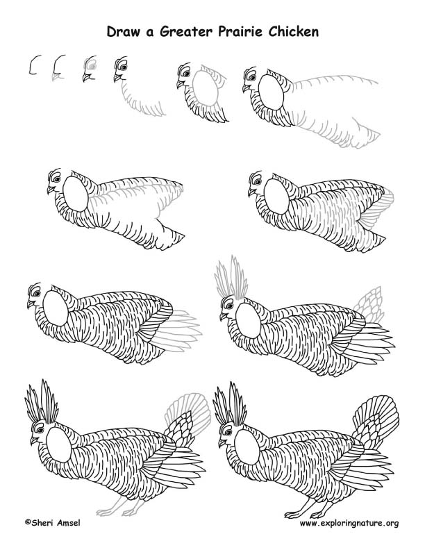 Greater Prairie Chicken Drawing Lesson