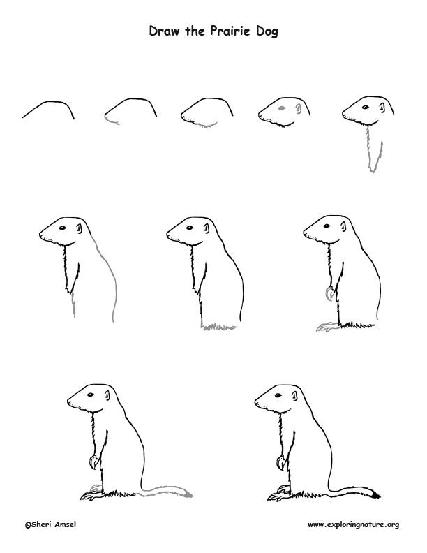 Prairie Dog Drawing Lesson