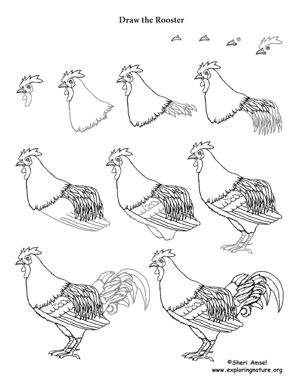 Rooster Drawing Lesson