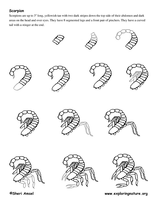 Scorpion Drawing Lesson
