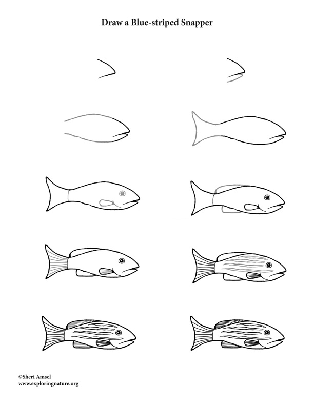 How To Draw Coral Fish Easy / Colored Pencils Drawing Tutorial - Youtube