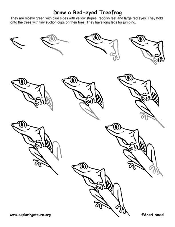Draw Rainforest Animals How To Draw Tropical Rainforest Animals Step By 