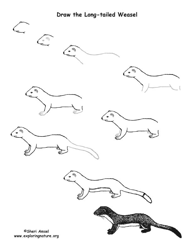 Weasel (Long-tailed) Drawing Lesson