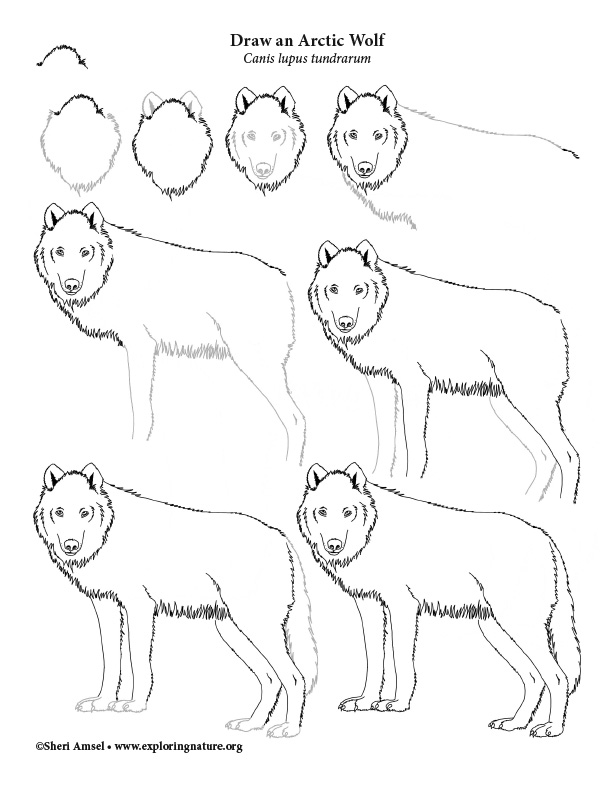 Wolf (Arctic) Drawing Lesson