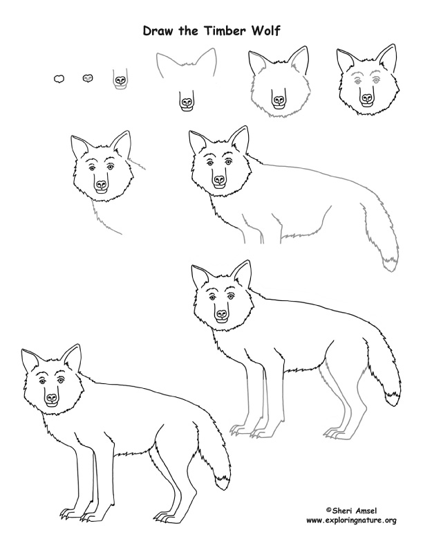 Wolf (Timber) Drawing Lesson