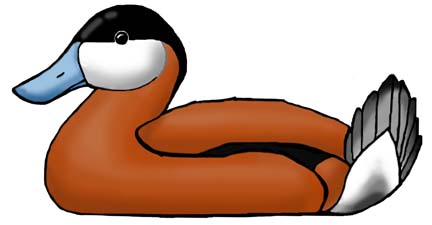Duck (Ruddy)