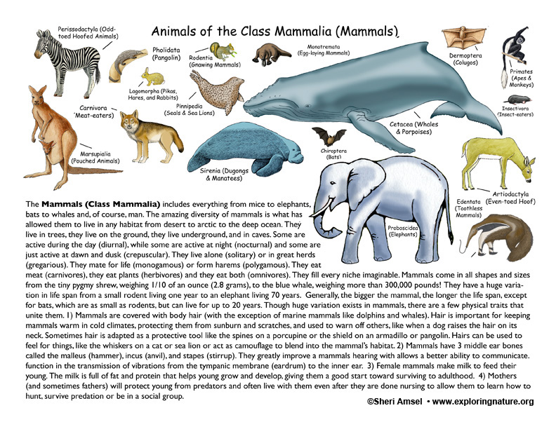 Mammals Definition For Class 4 - Pets Lovers