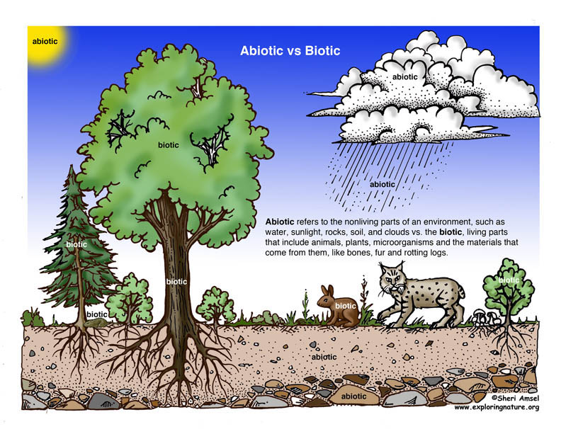 Biotic (Living) Vs. ABiotic (Nonliving) Activity.