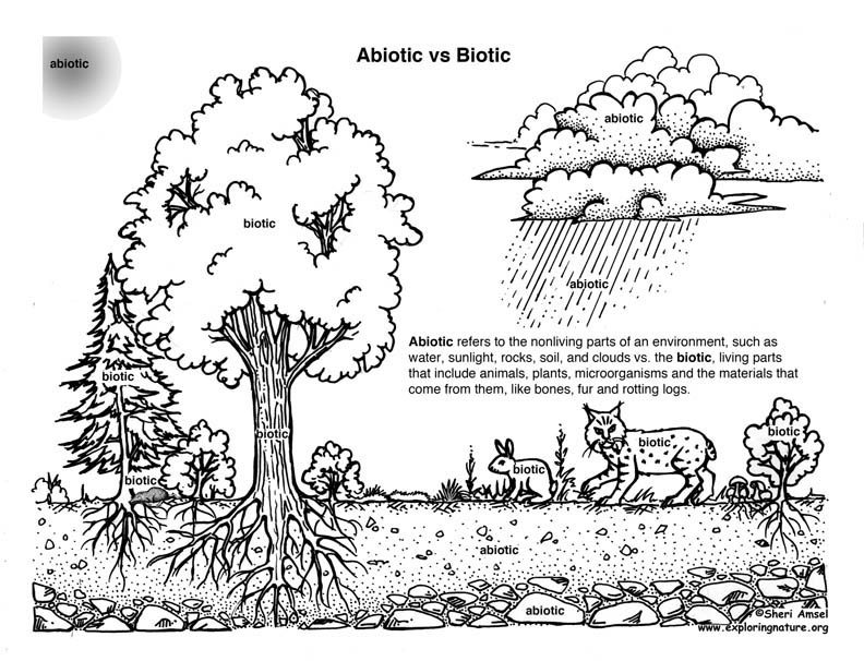 Biotic vs. Abiotic Activity