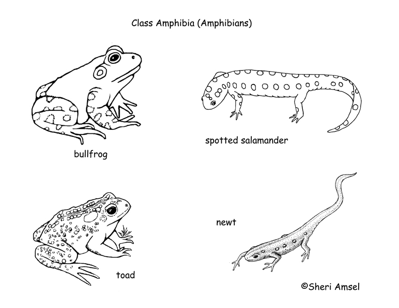 Class - Amphibians (4th Grade and up)
