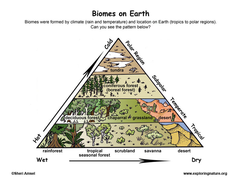 What is the 2nd hottest biome?