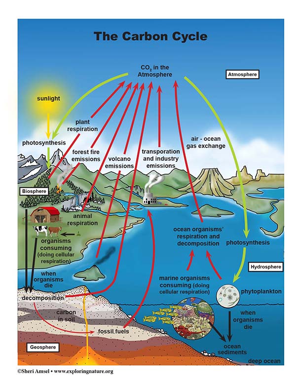 Carbon Cycle - Reading and Diagrams