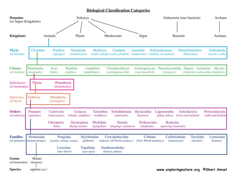 classification taxonomy animalia kingdom table life chart biology kingdoms pdf exploringnature fungi protista plantae works eukarya