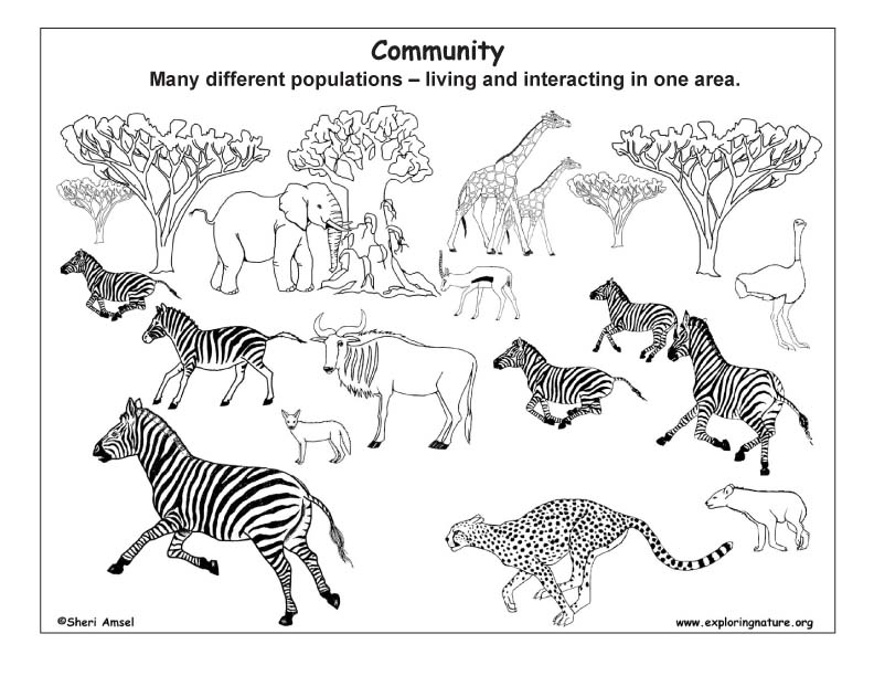 Ecology and Ecosystems (Young Students)