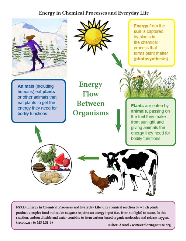 energy-in-chemical-processes-and-everyday-life-reading-and-diagrams-6-8-grade-ngss