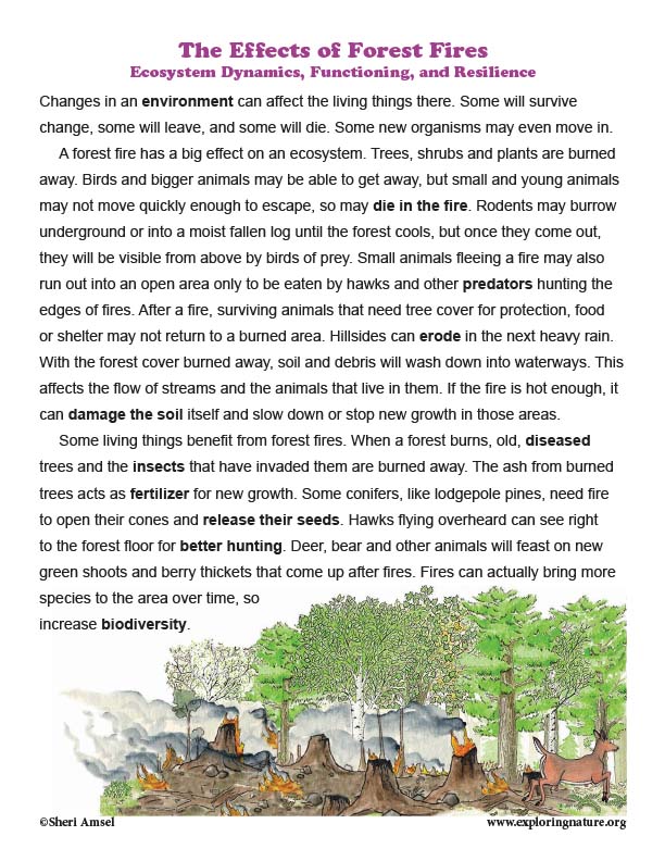 The Effects of Forest Fires - Ecosystem Dynamics, Functioning, and Resilience