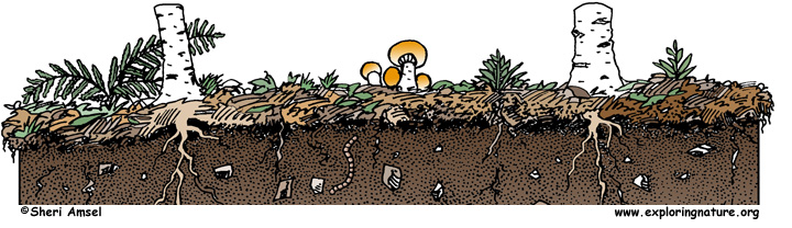 The Dirt on Dirt -- Why is Soil Important?