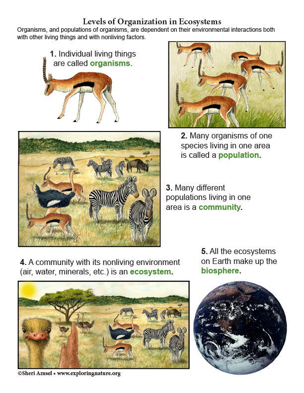Levels of Organization in Ecosystems - Diagram