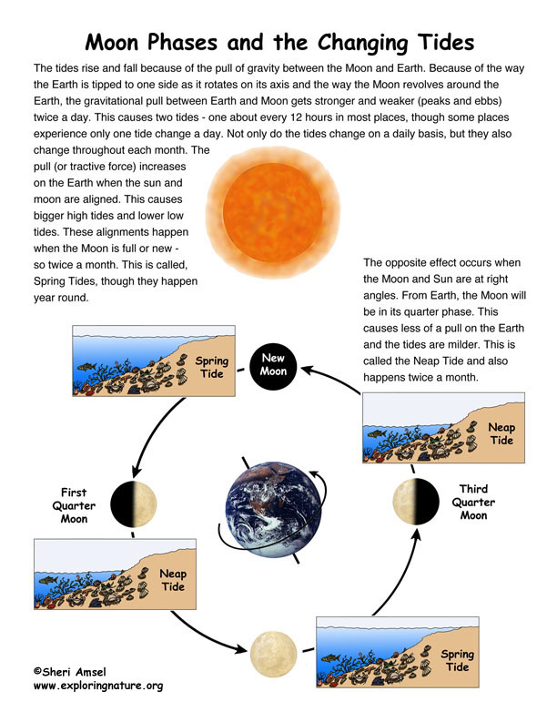 Earth's And Moon's Position For High Tide Online | varsana.com