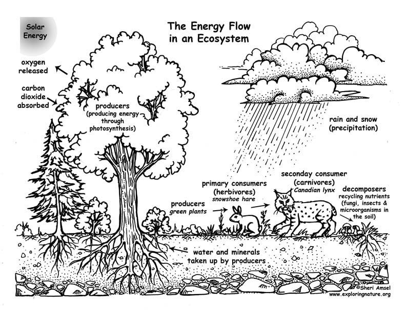Food Webs - The Nutrient Cycle