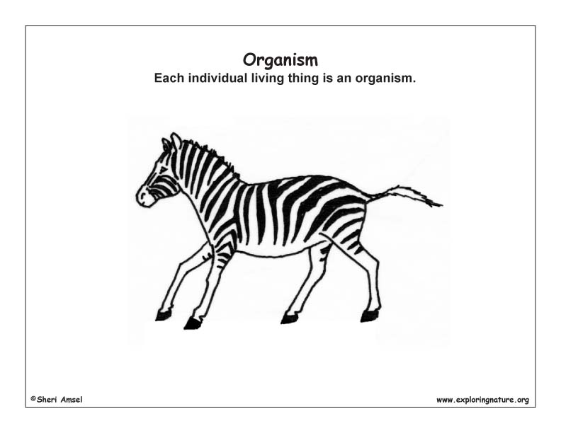 Ecology and Ecosystems (Young Students)