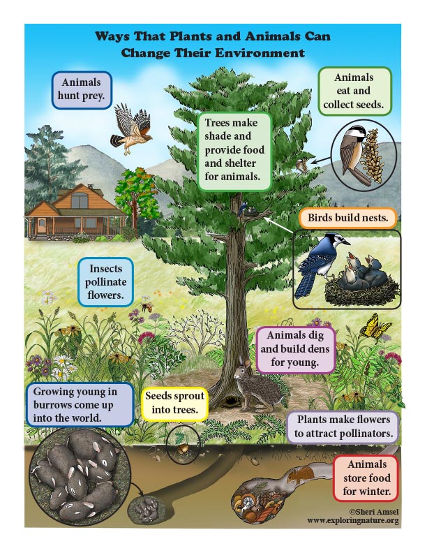 Ways that Plants and Aninmals Can Change their Environment