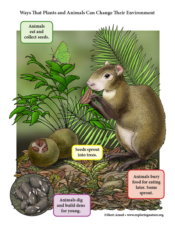 How Plants and Animals Affect the Environment in the Rainforest (K-3) -  Reading and Poster