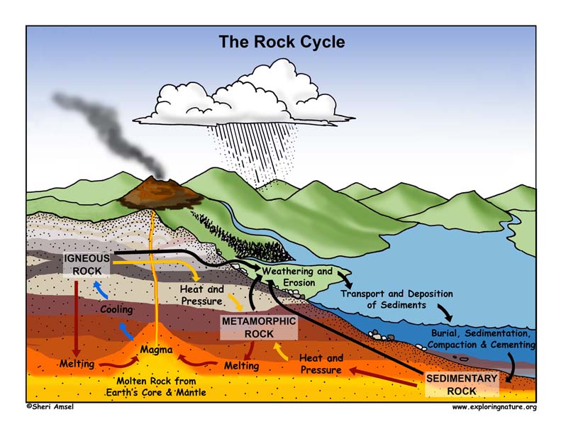 Sedimentary Rock Diagram For Kids