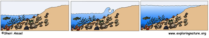 Tides and Phases of the Moon Text and Assessment