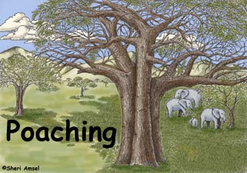 Poaching of Endangered Animals