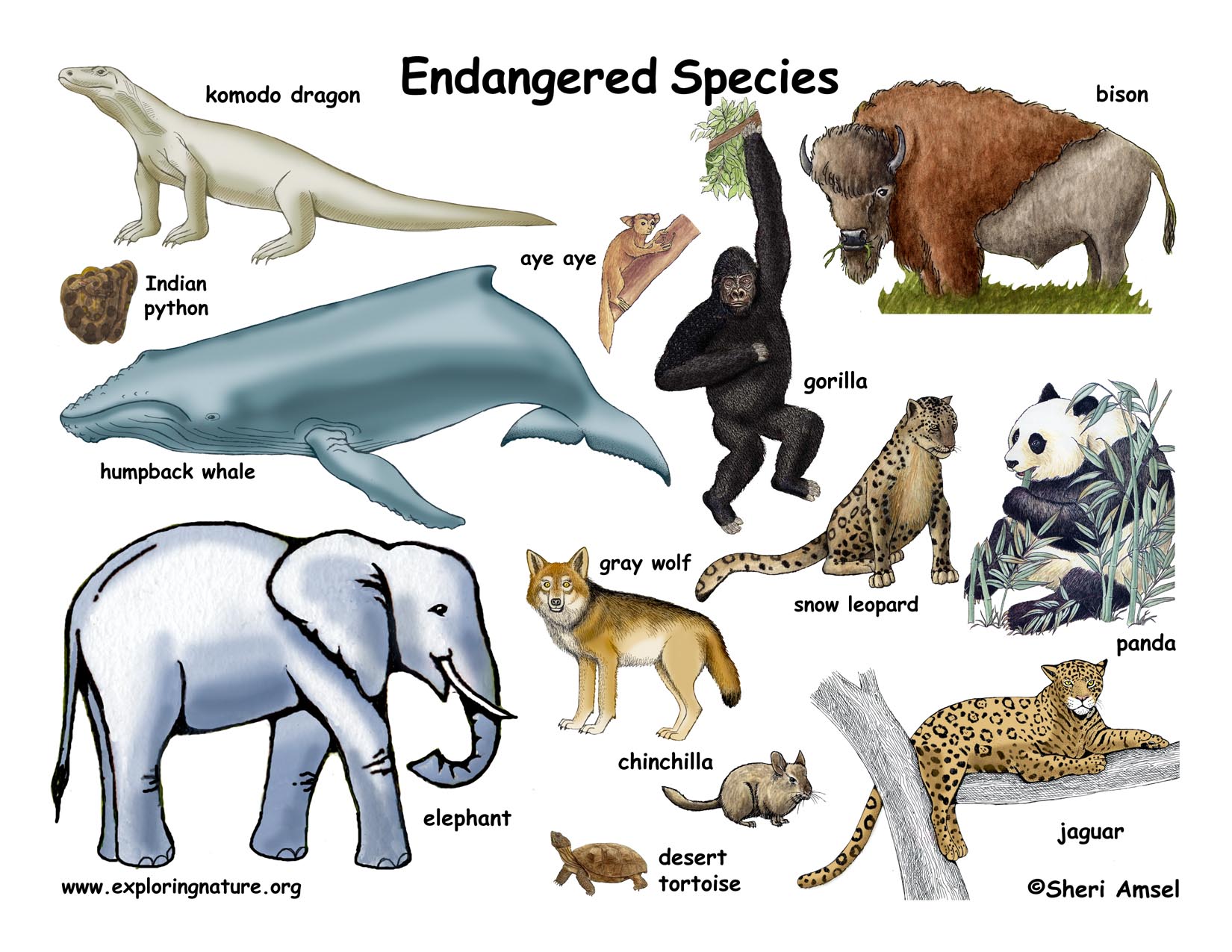 Which Animals are Endangered?